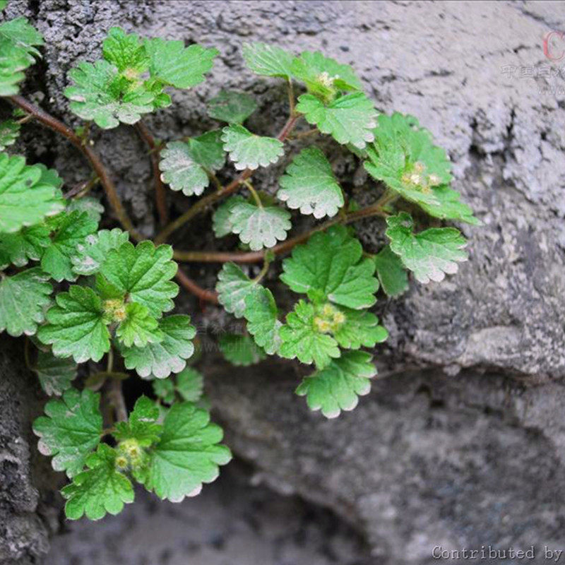 顺丰地蕲草毛花点草新鲜透骨消波丝草遍地红干货磨粉苗种茶乙字汤