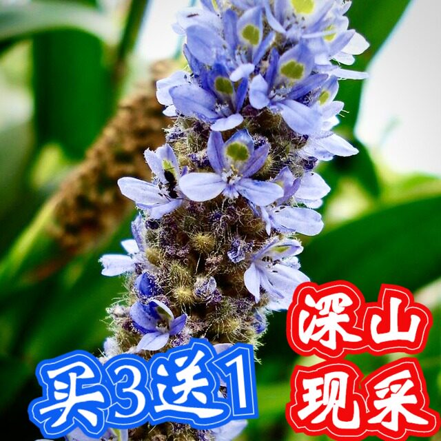 顺丰夏枯草新鲜棒槌草麦穗夏枯苗干茶粉根叶纯露手工皂原材料