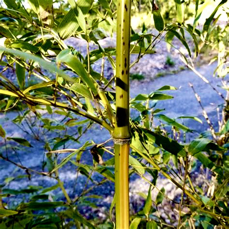 黄槽斑竹苗北方耐寒办公室内外客厅观赏庭院风水招财名贵家养篱笆