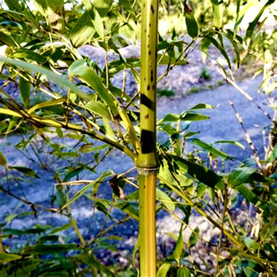 黄槽斑竹苗北方耐寒办公室内外客厅观赏庭院风水招财名贵家养篱笆