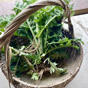 大蓟根蚁姆刺新鲜野菜猪哥刺头猪姆刺猪妈菜山刺萝叶鸡项草刷把头