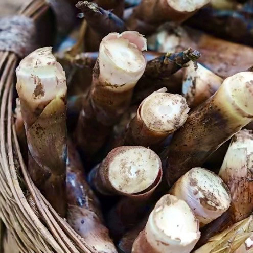 天目早竹苗庭院家养篱笆围栏菜竹食用甜笋春笋四季常青甜竹笋田竹