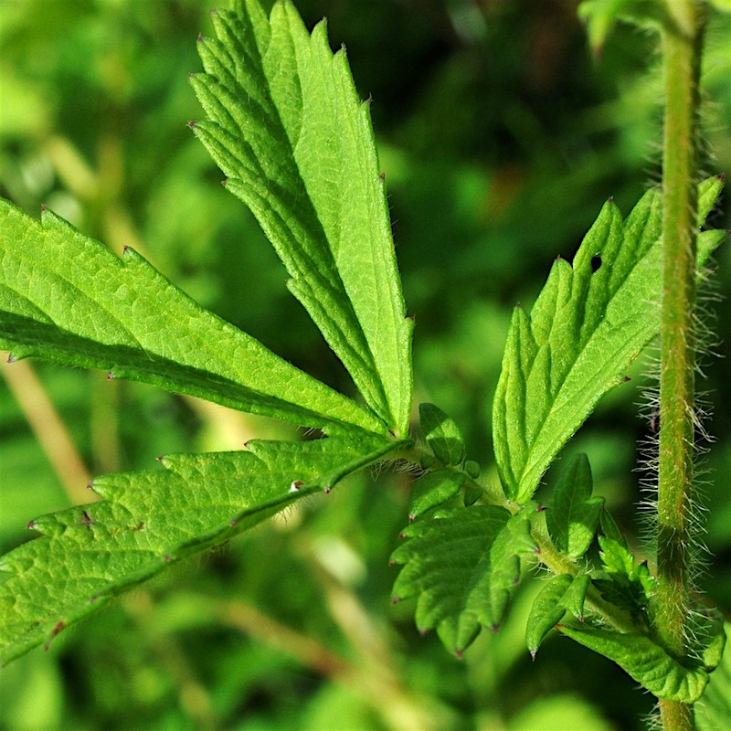 仙鹤草根新鲜脱力草龙芽草狼牙草炖排骨煲鸡汤食材煮火锅蔬菜凉菜图片
