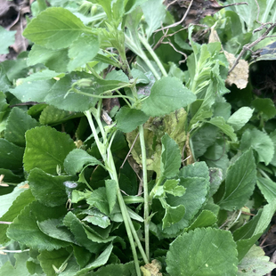 七星莲新鲜匍匐堇匍伏堇菜野堇菜伏地堇黄瓜堇七星堇菜白地黄瓜香