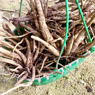 牛口刺新鲜野菜大蓟马刺红花鸡脚刺菜虎蓟千针花野土红花刺炖骨头