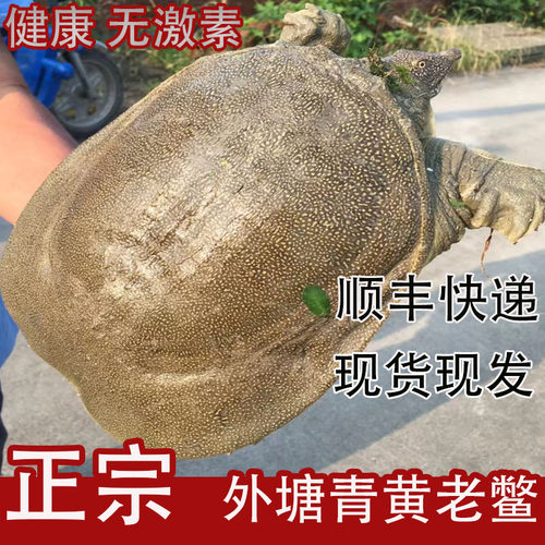 【顺丰快递】外塘青黄背 大甲鱼活体老鳖鲜活王八水鱼中华鳖水产