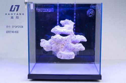 海水缸免爆藻快速开缸培菌造景石人造活石海缸珊瑚造型石