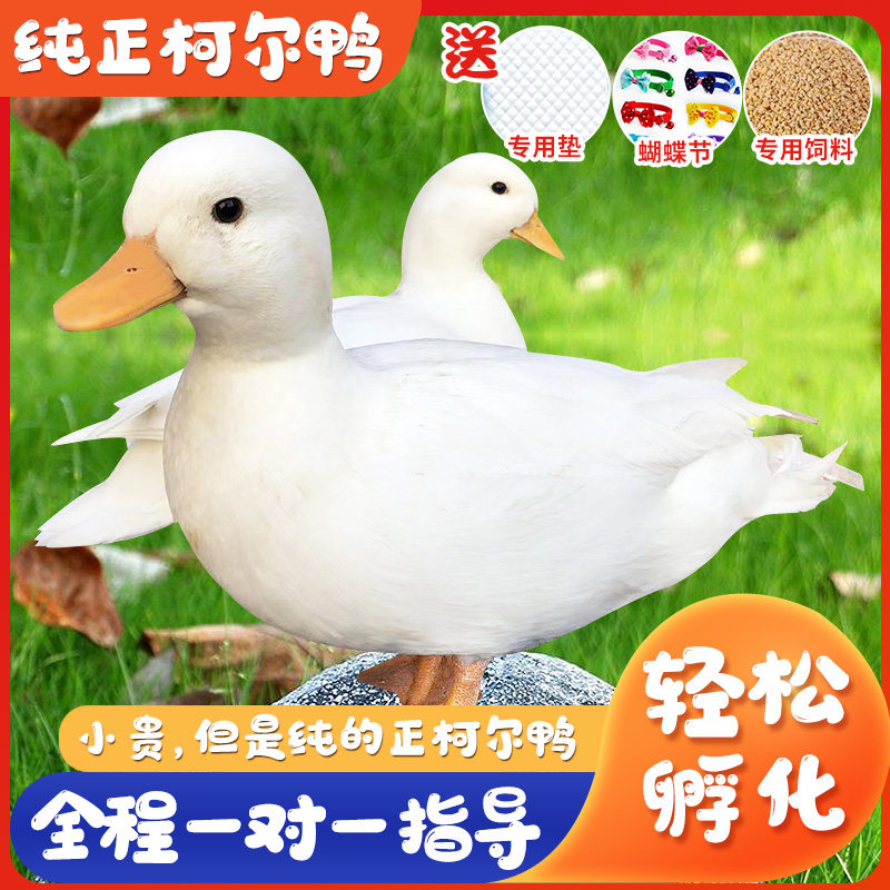 柯尔鸭受精蛋可孵化网红柯尔鸭宠物鸭蛋