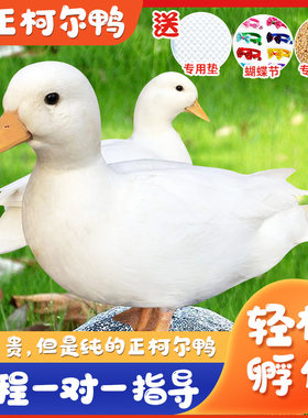 柯尔鸭受精蛋可孵化网红柯尔鸭宠物鸭蛋