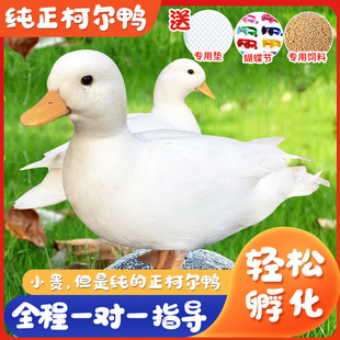 柯尔鸭包纯种活体柯尔鸭宠物鸭蛋受精蛋可孵化受精蛋