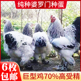 婆罗门观赏鸡活体鸡受精蛋宠物鸡纯种正版梵天鸡种蛋包受精率