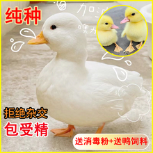 柯尔鸭受精蛋包纯种柯达鸭活宠物鸭种蛋正宗网红成年可孵化受精蛋