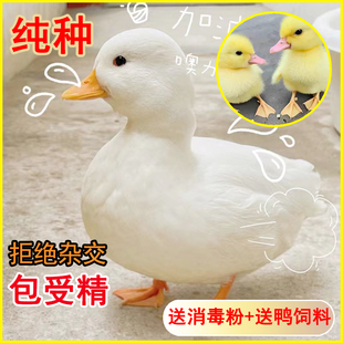 柯尔鸭受精蛋包纯种柯达鸭活宠物鸭种蛋正宗网红成年可孵化受精蛋