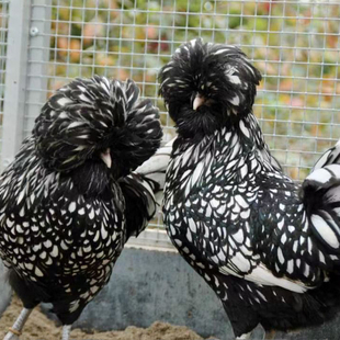 水墨画波兰帽子鸡种蛋黑白花纯种波兰鸡活苗观赏鸡活体青年鸡种鸡