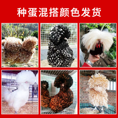 波兰帽子白头翁帽子受精蛋活体鸡帽子宠物鸡蛋颜色混搭发货