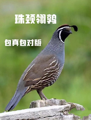 网红宠物鸟珠颈翎鹑受精蛋黑腹翎鹑观赏鸟蛋
