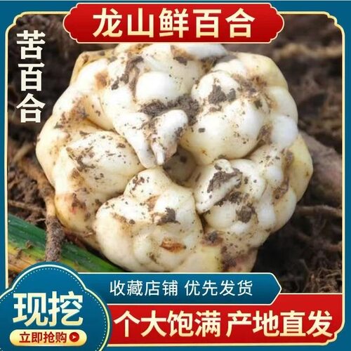 2025年新鲜食用产地直发微苦无硫湖南龙山苦当季