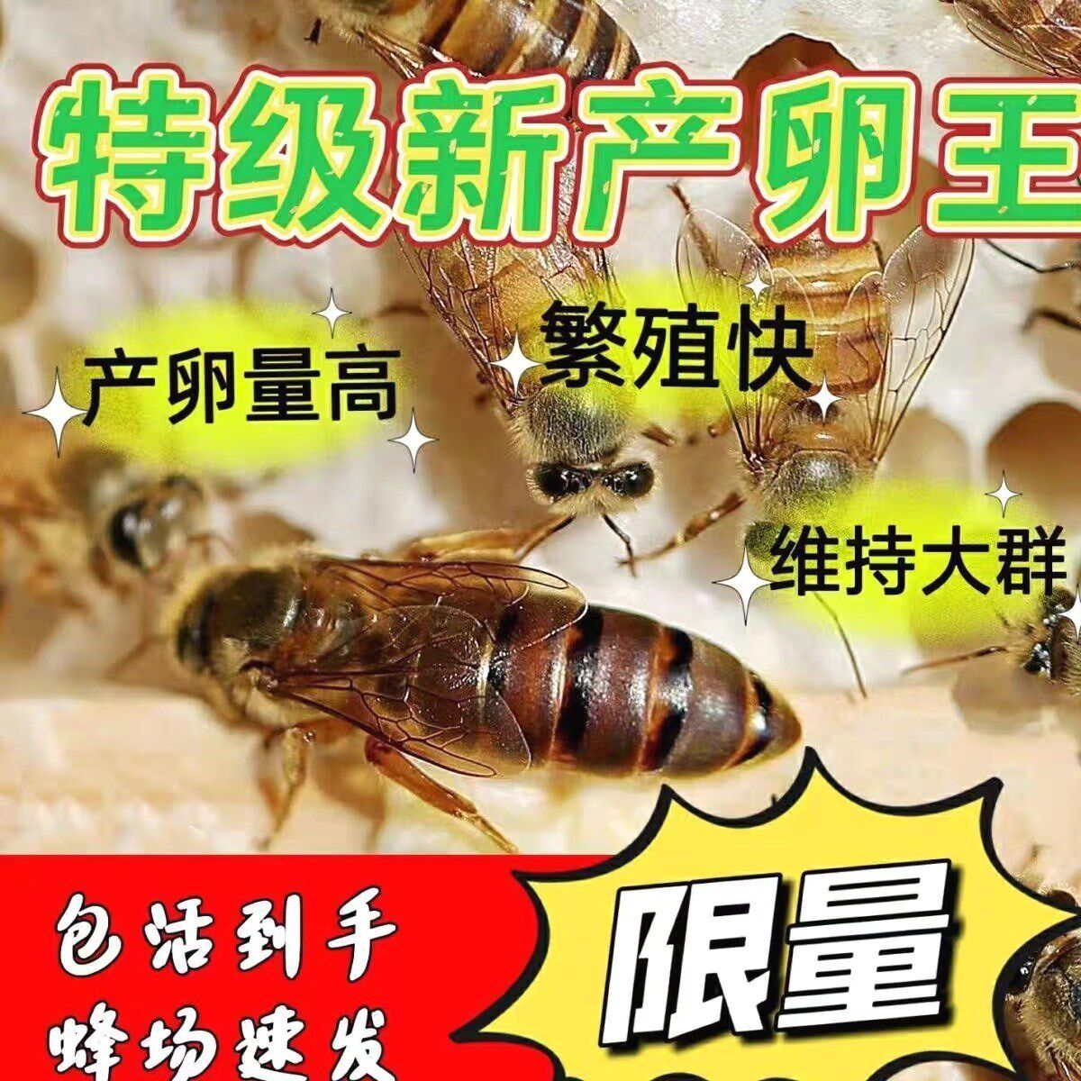 中蜂蜂王种王蜜蜂蜂王优质土蜂王交尾新开产王纯种阿坝双色处女王