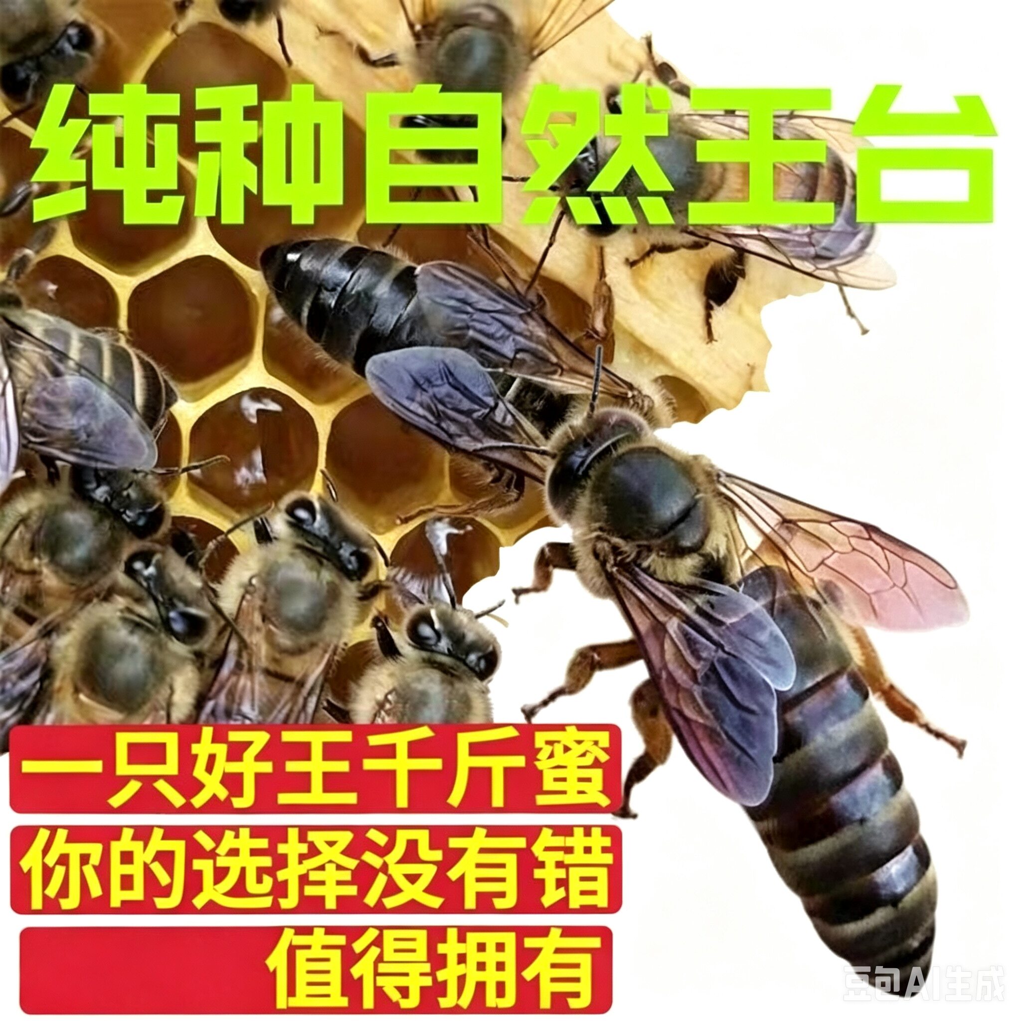 中蜂蜂王活体中华种王产卵土蜂双授粉蜂
