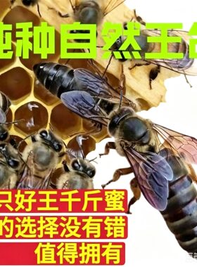 中蜂蜂王活体中华种王产卵土蜂双色阿坝仓王高产蜜开产王包活蜜蜂