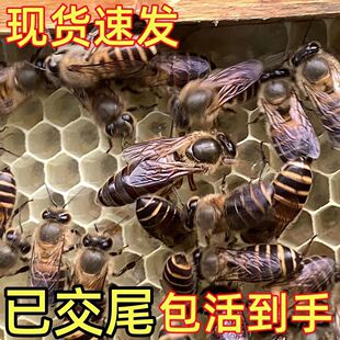 中蜂蜂王种王优质爆产蜜蜂活体开产王双色杂交本地