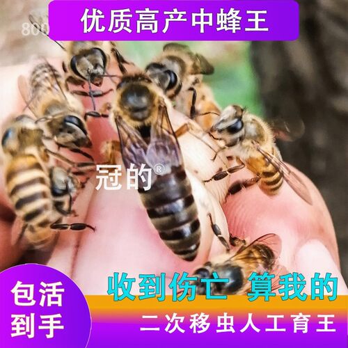 中蜂蜂王种王本地啊坝产卵王杂交红环双色处女王活体蜜蜂王胎土蜂