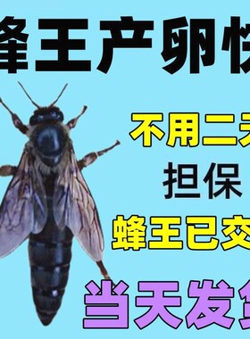中蜂蜂王优质开产王阿坝王高产蜜蜂蜂王活体产卵王伏牛开产中蜂王
