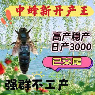 中蜂蜂王中蜂开产新王伏牛阿坝产卵王蜜蜂中华优质种王蜂蜜蜂王