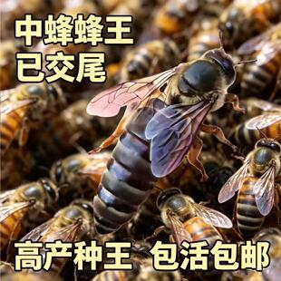 【自然交尾】中蜂蜂王优质产王中蜂开产王中蜂产卵蜂王蜜蜂种王