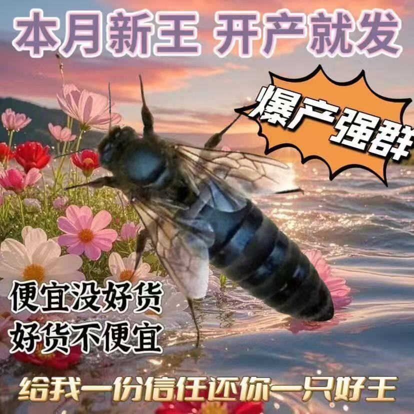 中蜂蜂王优质高产种王伏牛阿坝产卵王已交尾中蜂王阿坝黑色开产王