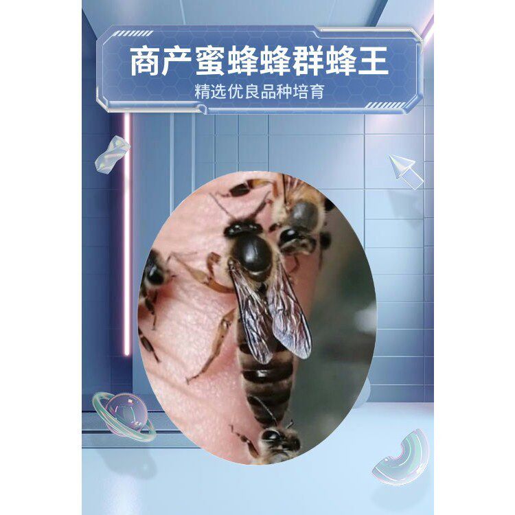 中蜂蜂王种王高产红环黑王阿坝优质土蜜蜂活体蜂群双色良种王包邮