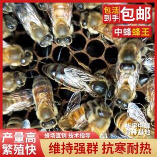 中蜂蜂王开产王优质高产种王中华蜜蜂双色杂交阿坝活体新开产卵王