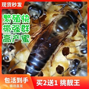 四川阿坝新开产蜂王纯种自然交尾新开产王种王广西土蜂中蜂产卵王