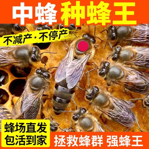 中蜂王种王开产王交尾蜂王阿坝王本地王杂交王双色王处女王产卵王