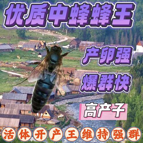 【精挑细选】优质中蜂蜂王开产王产卵蜂王蜜蜂种王四川蜂王处女王