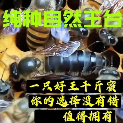 阿坝中蜂蜂王广东优质高产王贵州正宗蜜蜂王新开产王中蜂产卵王纯