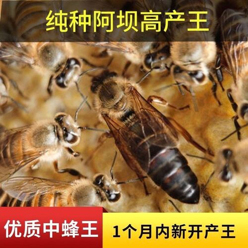 纯种蜂王阿坝优质中华蜜蜂出售中峰产子王家养蜜蜂土蜂中蜂开产王