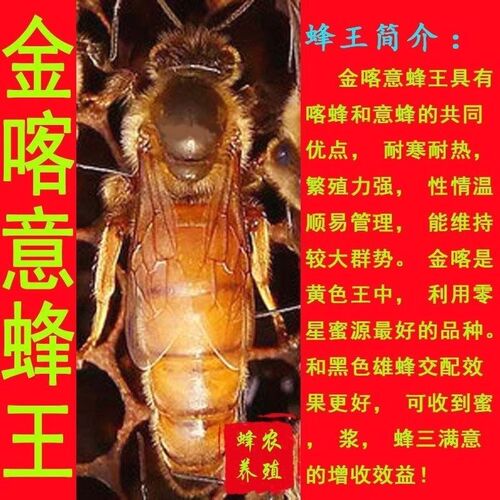 意蜂蜂王交尾王金喀蜂王产卵王开产王蜜型生产王意蜂王产子王笼蜂