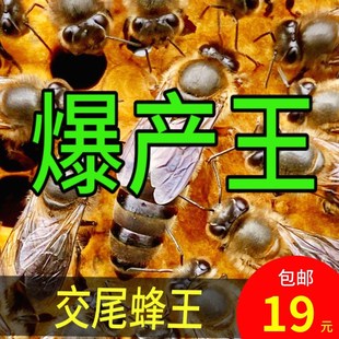 中蜂蜂王种王高产优质土蜂交尾新开产卵王阿坝本地广西处女蜜蜂王