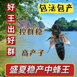 【四川蜂王】中蜂蜂王中锋开产王产卵蜂王蜜蜂王子本地种王伏牛王