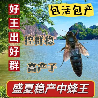 【四川蜂王】中蜂蜂王中锋开产王产卵蜂王蜜蜂王子本地种王伏牛王