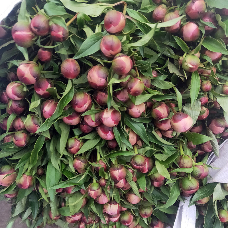 云南基地直发水养鲜花芍药新品
