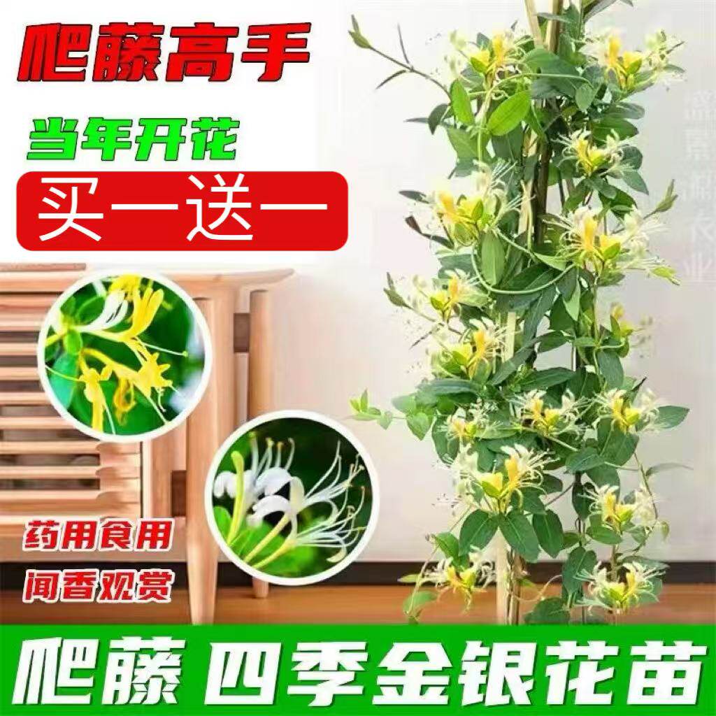 金银花盆栽可食用药用 爬藤植物 四季开花盆栽庭院阳台花卉白银花