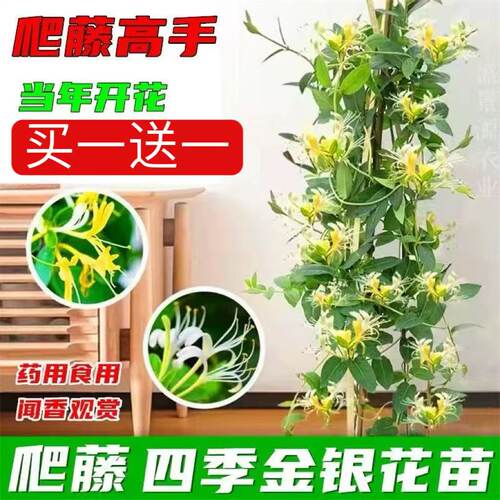 金银花盆栽可食用药用 爬藤植物 四季开花盆栽庭院阳台花卉白银花