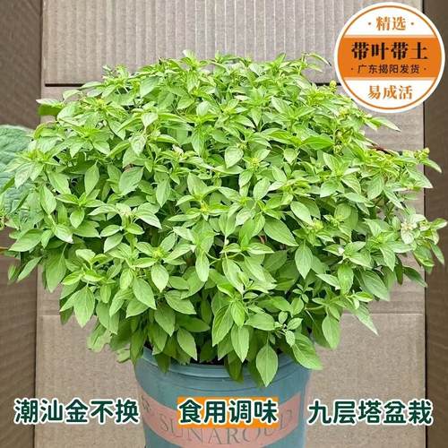 正宗潮汕金不换苗食用九层塔盆栽鱼香菜苗罗勒海鲜调料菜香料植物
