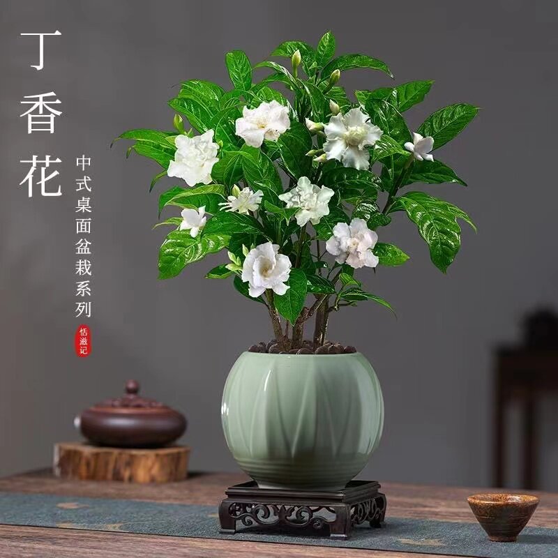 丁香花盆栽狗牙花水晶茉莉带花苞绿植花卉多年生灌木豆腐花