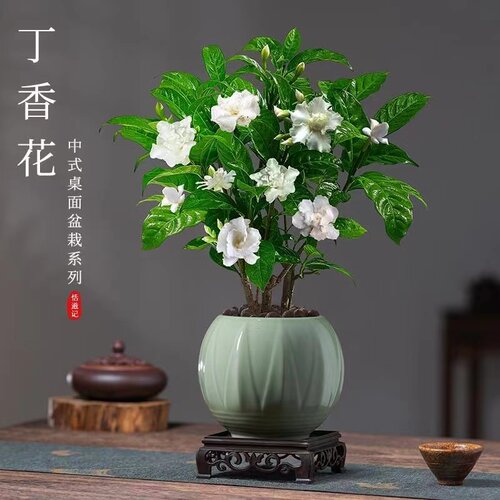 丁香花盆栽狗牙花水晶茉莉带花苞绿植花卉多年生灌木豆腐花