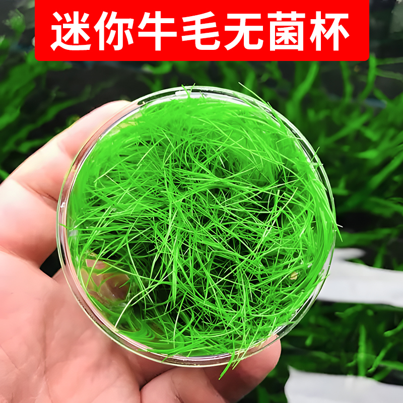 迷你牛毛鱼缸植物水草造景