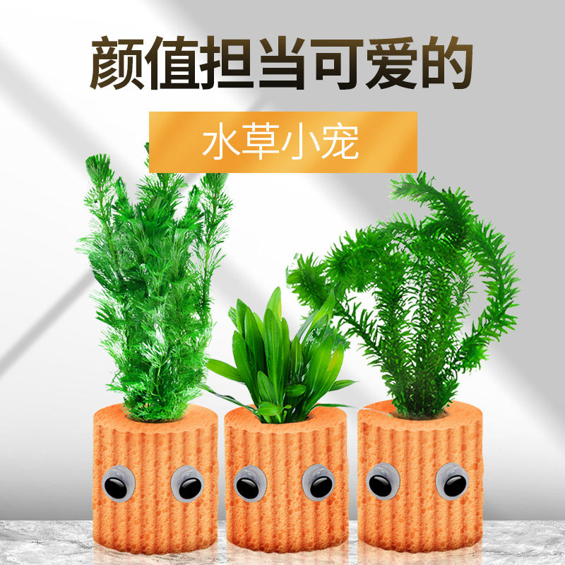 速发鱼缸水草植物热带鱼缸观赏乌龟造景植物孔雀鱼专用水草缸生态