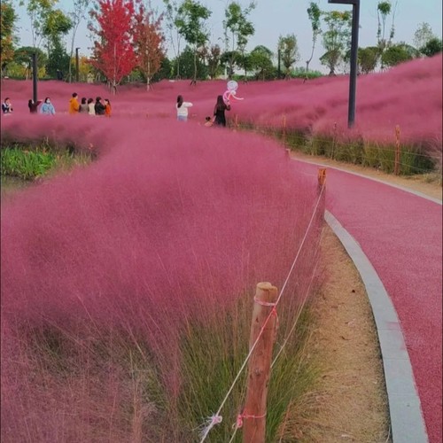 网红草粉黛乱子草旅游景区观赏花海草花植物耐寒多年生粉黛乱紫草